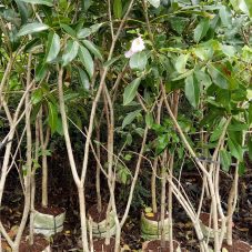 jual pohon tabebuya pink 