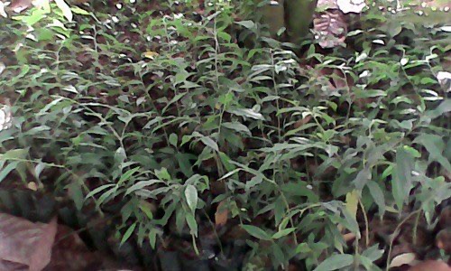 Jual Bibit Gaharu Aquilaria Malaccensis di Sumatera Utara