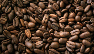 Biji Kopi Gayo