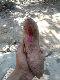 ketela rambat