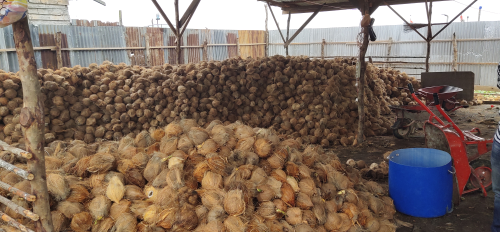kelapa tua
