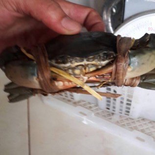 Jual Kepiting Bakau & Udang Kipas khusus wilayah Jabodetabek