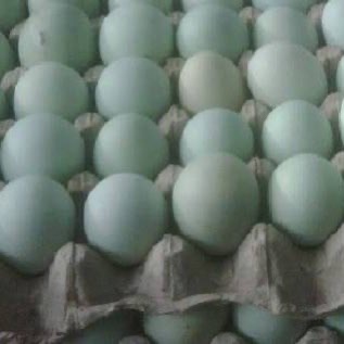 Telur bebek