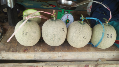 Buah Melon