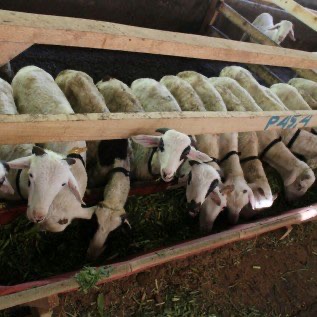 Jual Domba di Bandung