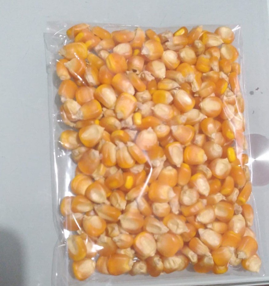 JAGUNG SUDAH SIAP PAKAI ASLI NTB DAN NTT