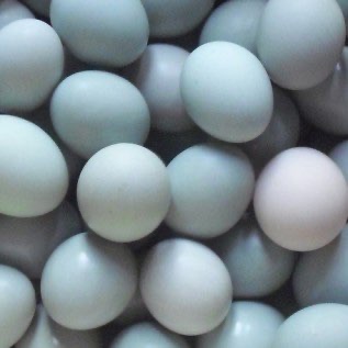 TELUR ASIN MASIR