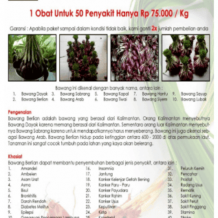 Bawang dayak asli alam
