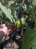 Bibit Blimbing Madu