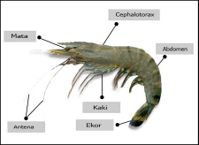 udang windu