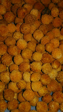 jual biji bidara arab