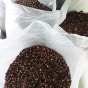 petani cengkeh asli