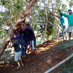 jual pohon kelapa 