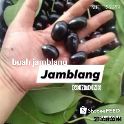 JAMBLANG/JUWET