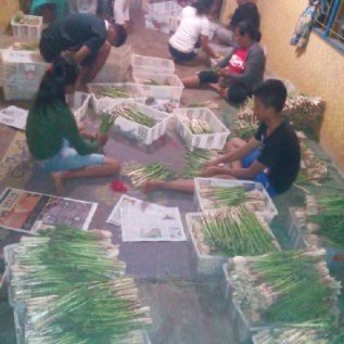 Asparagus segar kualitas terbaik