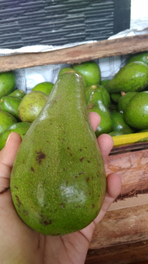 Alpukat Mentega