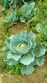 SAYUR KOL