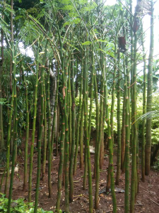 jual pohon solobium 