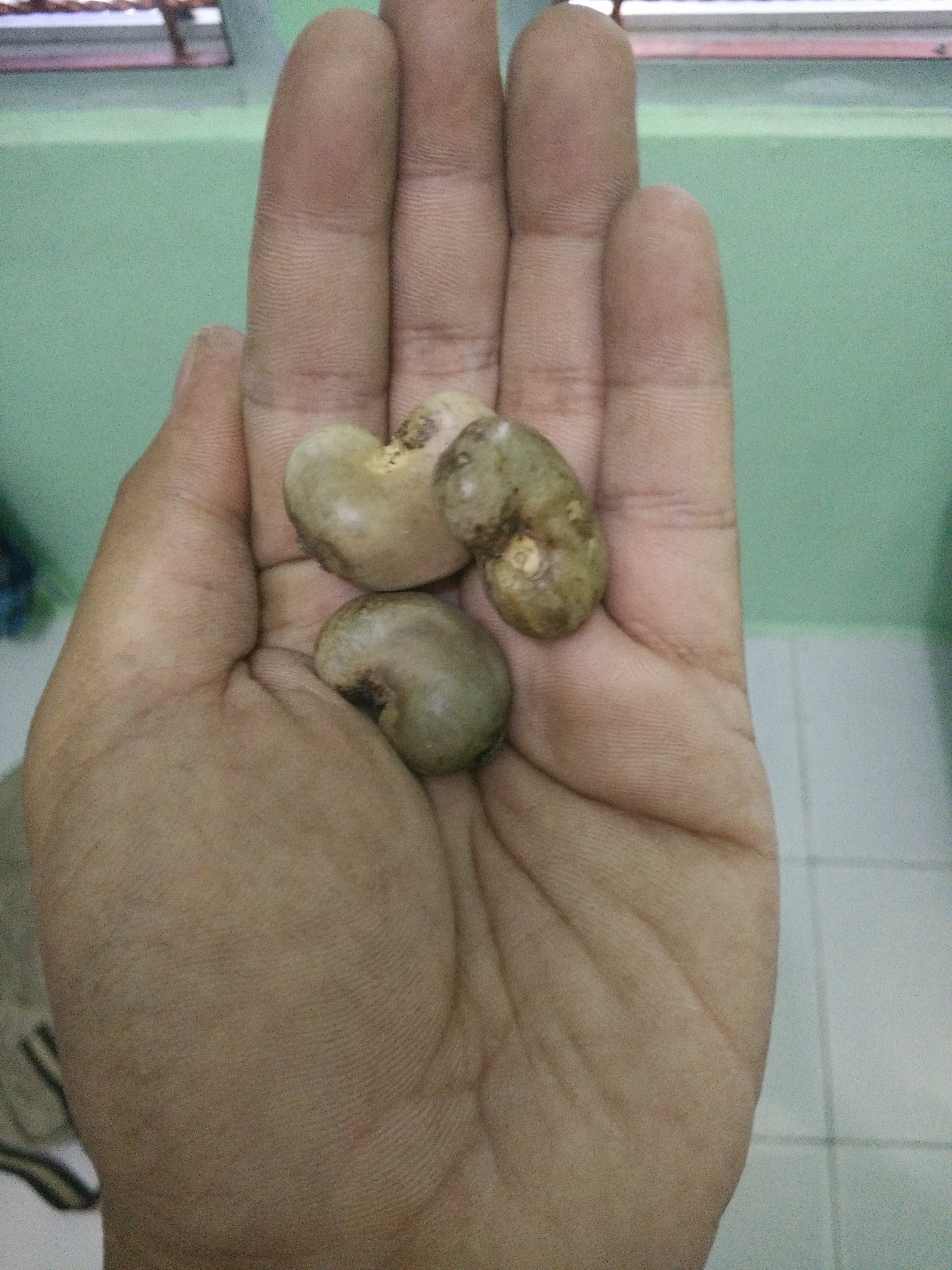 Benih Jambu Mete (Anacardium occidentale L)