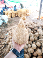 Suplay KELAPA TUA JAMBUL &  KOPRA putih dan asalan