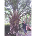 jual pohon kelapa sawit 2meter up 