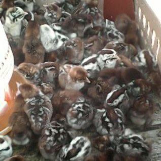 Jual DOC Ayam Arab (Petelur Unggulan)