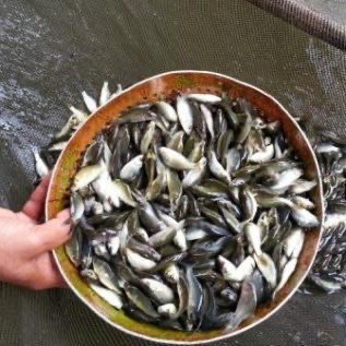 Benih Ikan Mas