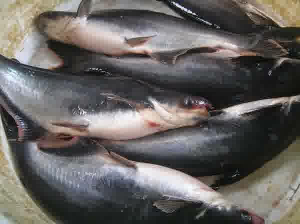Jual ikan patin