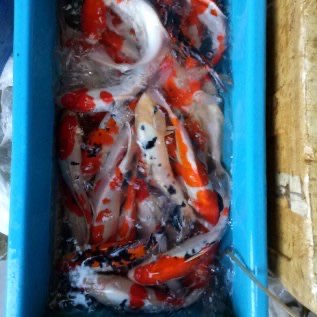 Jual induk dan benih koi bersertifikat murah unggu