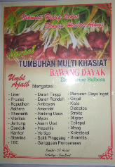 bawang Dayak