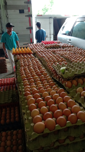Jual Telur Ayam