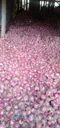 bawang merah  varietas Bali karet dan lokal Bandung