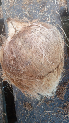 Jual Kelapa Tua