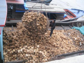 Coconut
