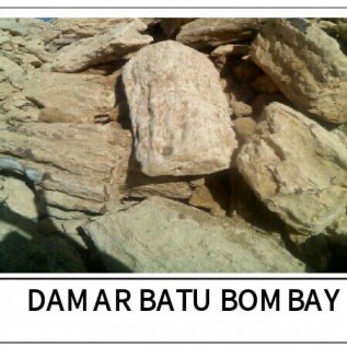 Getah damar bombay