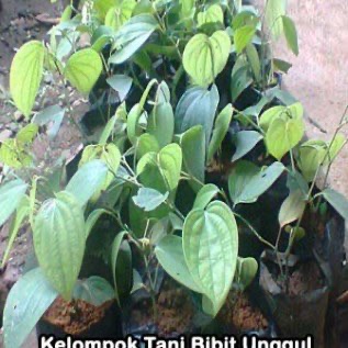 Bibit Lada Perdu  