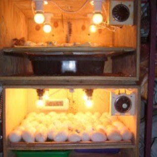 Jual Telur Tetas Ayam