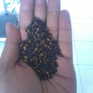 Benih Mangium (Acacia mangium)
