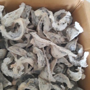 jual sarang burung walet