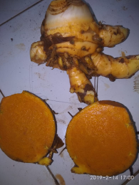 temulawak