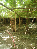 jual labu siam besar