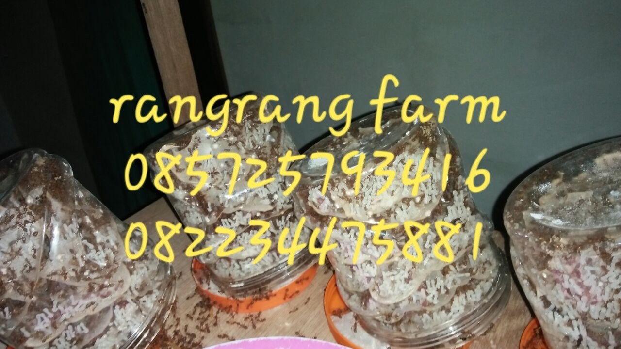 jual semut kroto malang 
