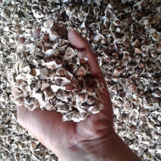 BIJI KELOR (Moringa Oleifera Seed)
