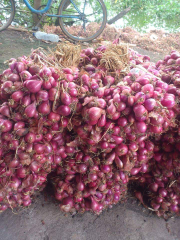 jual bawang merah sayur