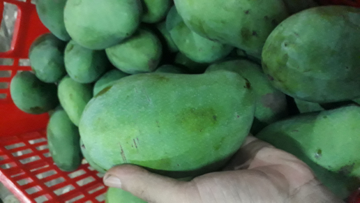 mangga Harum Manis