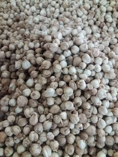 Kapulaga Kering Super Murah