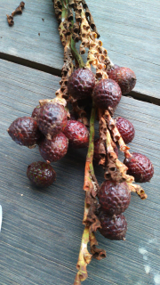buah jerenang