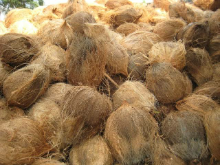 Kelapa Tua
