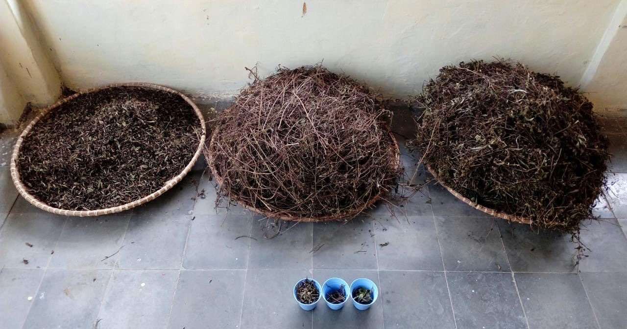 Daun Stevia Kering