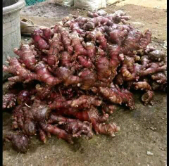 jual jahe merah basah